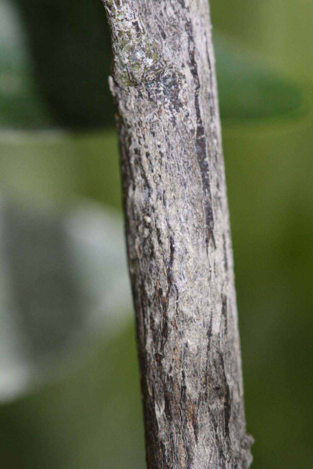              Second - third year twig (Riverside, CA)       